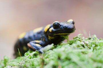 A black yellow spotted fire salamander. 