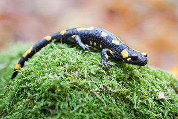 A black yellow spotted fire salamander. 