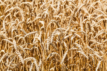 ears of ripe wheat close up in field