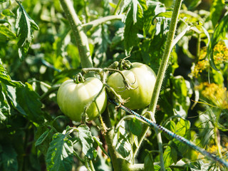 green tomatoes on bush in garden