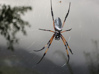 Araignée "Bib" sur les sentiers de La Réunion