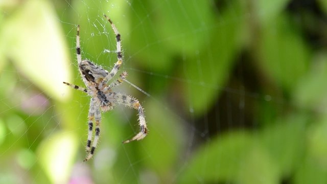 Cobweb on grass background
