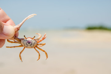 Florida fiddler Crab