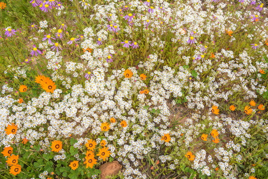 Display of wild flowers
