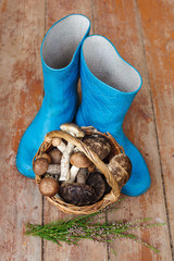 Blue rubber boots and a basket full of mushrooms on a wooden background