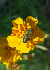 Bee drinking nectar sitting on orange flower
