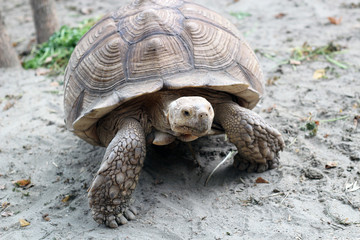 large tortoise (class of reptiles) in the wild moves on dry land