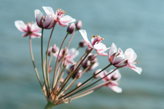 Zarte Natur auf der Blumenwiese