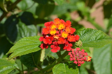 Wandelröschen, Nahaufnahme