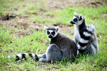 Ring Tailed Lemurs Grooming each other