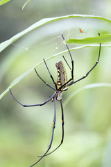 Female golden web spider Nephila pilipes , Bali, Indonesia