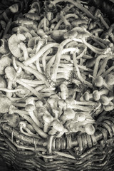 Armillaria (Kuehneromyces mutabilis), group of forest mushrooms