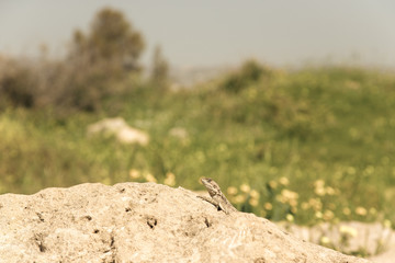 Mountain agama (Laudakia stellio) basking on a rock on the natur