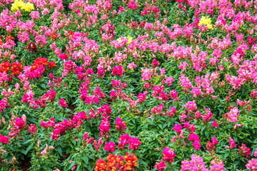 beautiful flower field