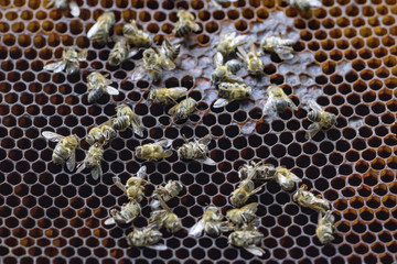 Dead bees covered with dust and mites on an empty honeycomb from