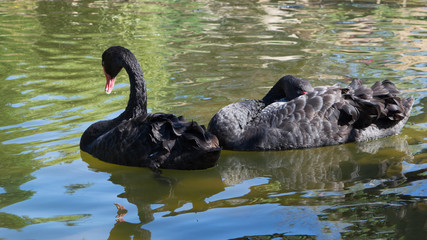 Two black swans on the lake