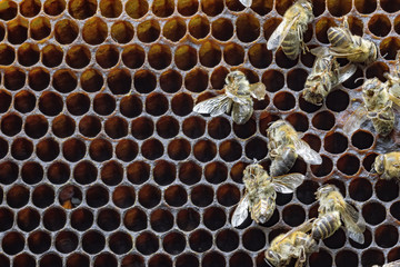 Dead bees covered with dust and mites on an empty honeycomb from
