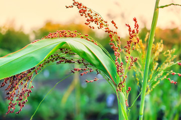 Abstract blurred background with little millet stalk on sunset.