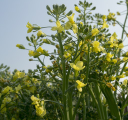Bolting Broccoli Blooming with Yellow Flowers