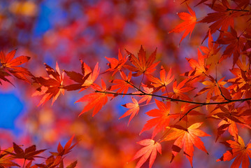 Japanese Maple Leaves in Autumn