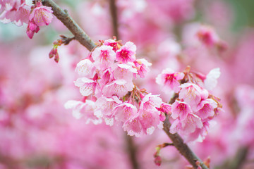 sakura in Thailand beautiful pink flower