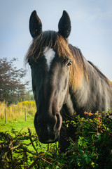 Close up black horse on farm in autumn