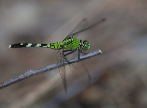Bright green dragonfly