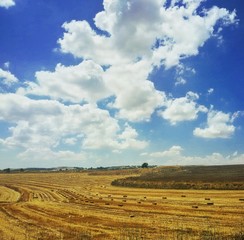 Bales of hay landscape, Sardinia