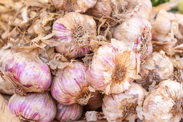 Bunch of fresh garlic bulbs