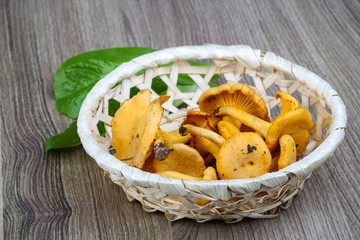 Chanterelle
