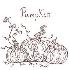 Hand drawn pumpkins