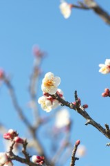 梅の花 / Plum blossoms