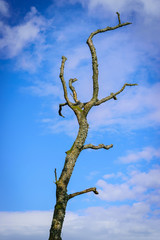 Dead tree on blue sky background