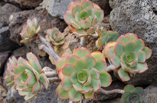 Aeonium, typical flower of the Canary Islands.