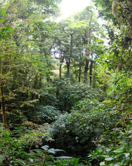 Fototapeta premium Scenic rainforest shot deep down in the cloud forest of Monteverde National Park, Costa Rica