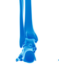 medically accurate illustration of the skeletal ankle