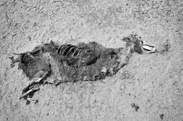 Seal Pup Carcass
