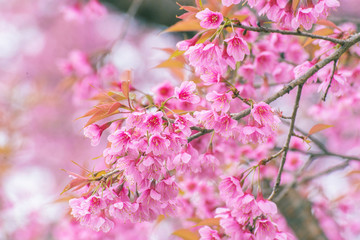 sakura in Thailand beautiful pink flower