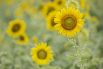 Sunflowers in field