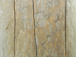 Obraz premium Wood texture