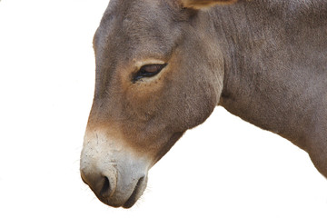 Close up of donkey head isolated on a white background