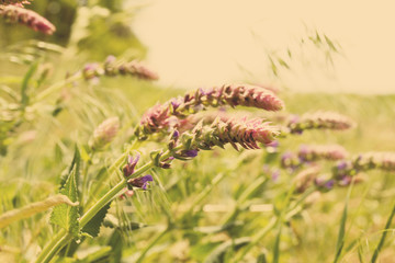 Beautiful wild flowers with sunlight