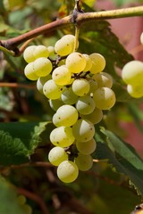 grape cluster