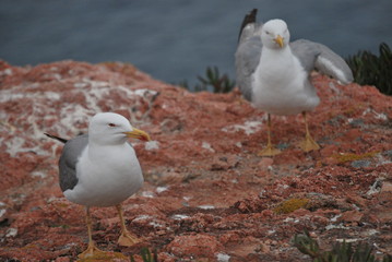 Fototapeta premium Yellow-legged seagulls in Berlenga's island