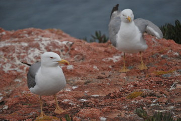 Yellow-legged seagulls in Berlenga's island
