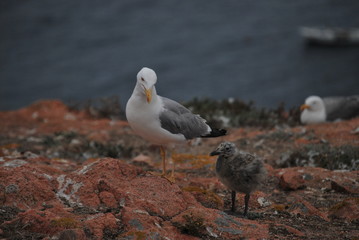 Family of yellow-legged seagulls in Berlenga's island