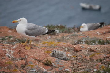 Fototapeta premium Reserva natural das Berlengas: gaivotas