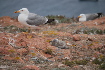 Gaivota sozinha na reserva natural das Berlengas