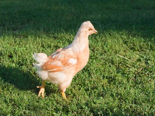 pullet