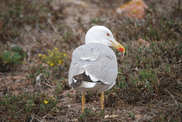 Gaivota de patas amarelas na Ilha de Berlenga